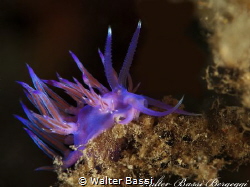 Magic Purple by Walter Bassi 